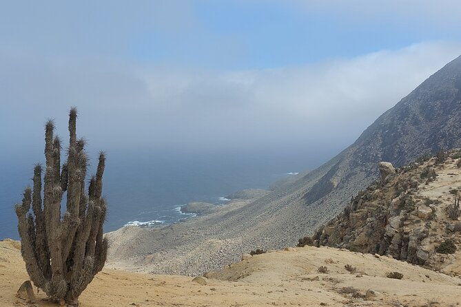 coast-and-atacama-desert-english-bay-and-sugar-loaf-from-la-serena