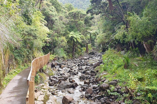 Coast and Rainforest Eco-Tour from Auckland with Picnic Lunch - The Itinerary in Detail: What You’ll Experience