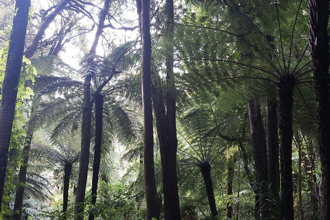 Coast and Rainforest Eco-Tour from Auckland with Picnic Lunch - The Sum Up: Who Should Consider This Tour?