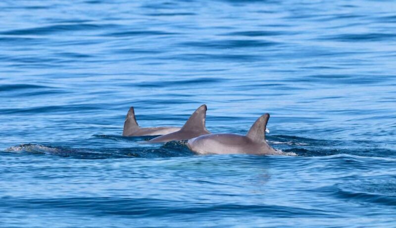 Coastal Boat Tour from Lake Macquarie - Practical Details and Value