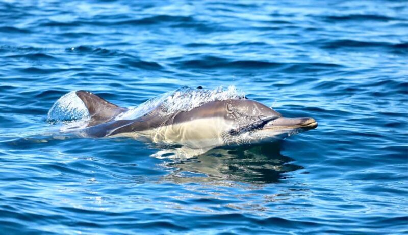 Coastal Boat Tour from Lake Macquarie - The Sum Up