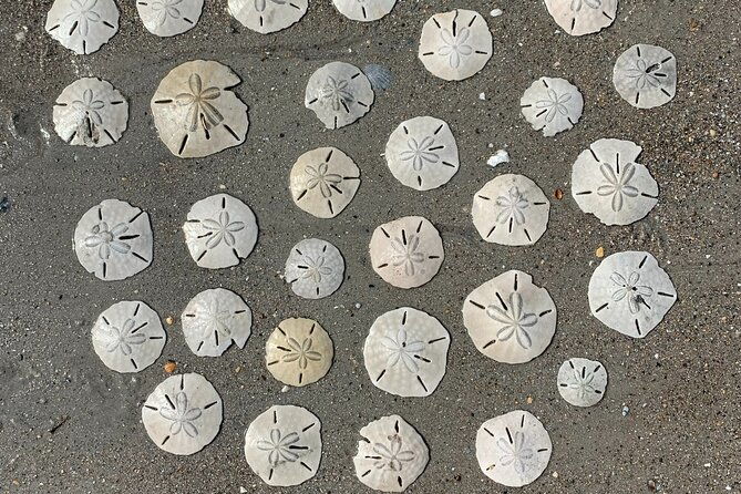 coastal-excursion-sunset-cruise-sand-dollars-sea-shells-horses
