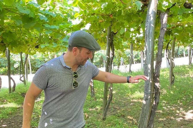 coastal-winery-camino-trail-walking-tour-from-san-sebastian