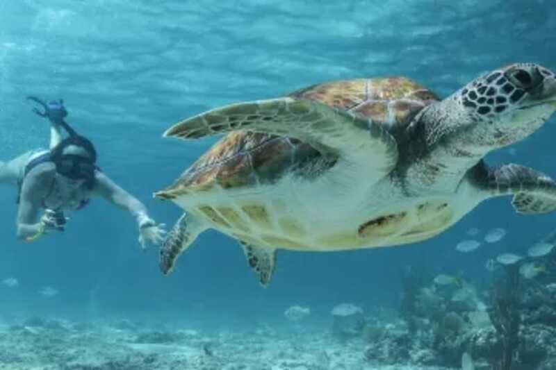 Coba and Turtles Adventure - FAQ