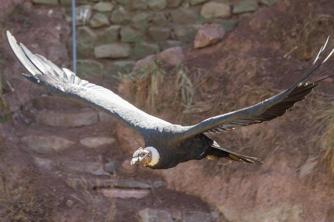 cochahuasi-animal-sanctuary-admission-ticket