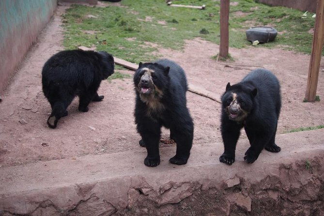 cochahuasi-sanctuary-of-rescued-animals-cusco