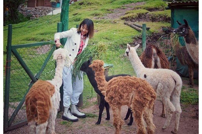 cochahuasi-sanctuary-of-rescued-animals-cusco