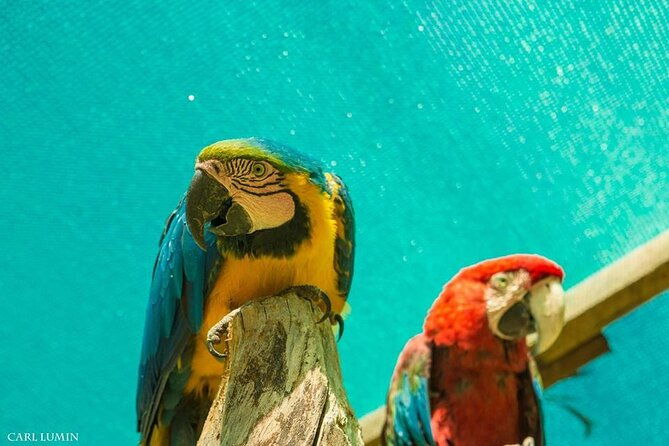 cochahuasi-sanctuary-of-rescued-animals-cusco