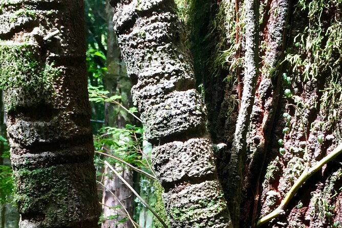 cochamo-hike-day-trip