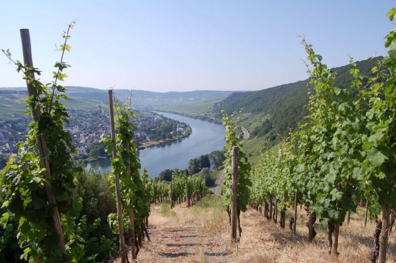 Cochem, Moselle: Wine experience hike with boat trip - A Detailed Look at the Tour Experience