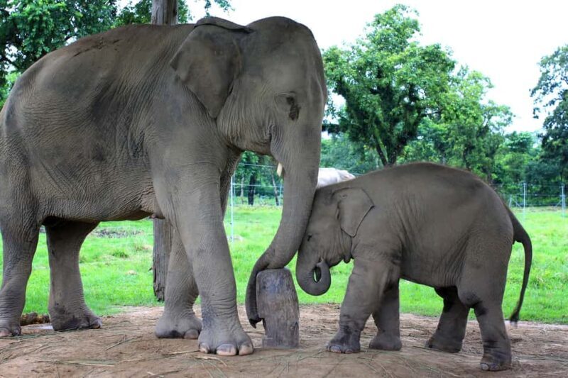 Cochin: 5-Day Private Tour of Munnar, Alleppey & Backwaters - Who Is This Tour Best For?