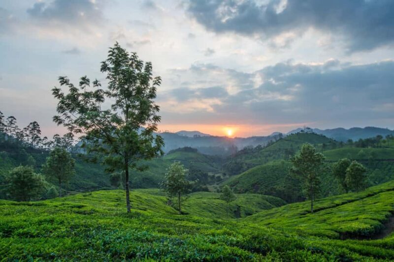 Cochin: Munnar Hill Station Tea Garden Overnight Tour - An In-Depth Look at the Munnar Hill Station Tour