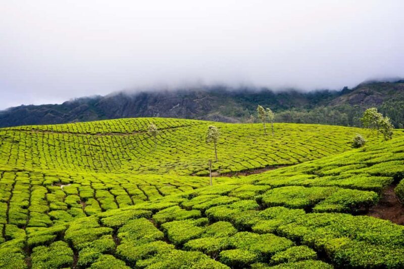 Cochin: Munnar Hill Station Tea Garden Overnight Tour - FAQ