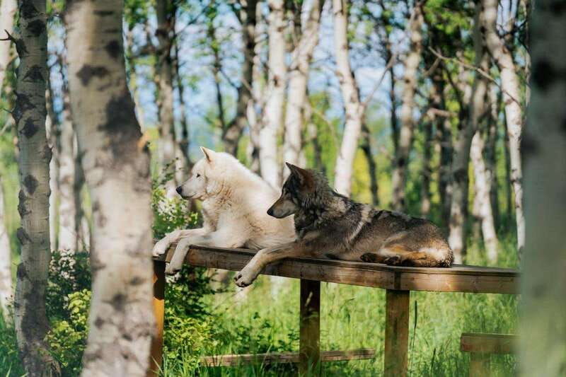cochrane-yamnuska-wolfdog-sanctuary-tour
