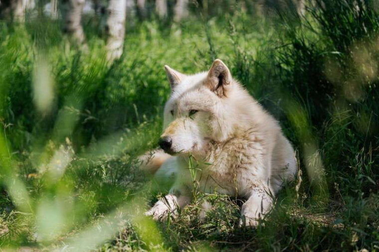 cochrane-yamnuska-wolfdog-sanctuary-tour