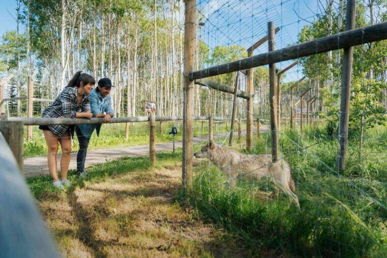 cochrane-yamnuska-wolfdog-sanctuary-tour