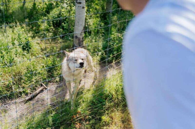 cochrane-yamnuska-wolfdog-sanctuary-tour