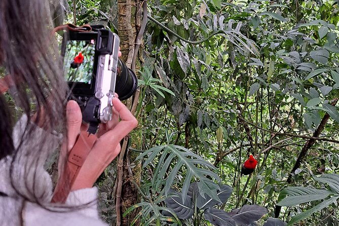 cock-of-the-rock-birdwatching-in-jardin-with-professional-guide