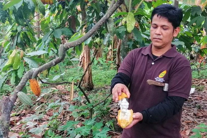 cocoa-and-cloud-forest-private-full-day-tour
