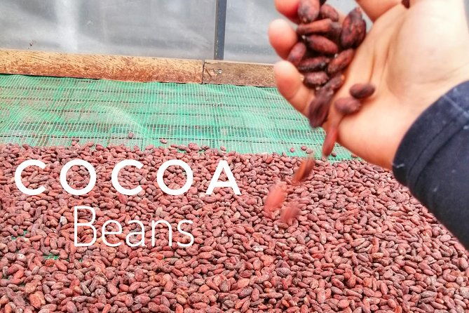 cocoa-and-cloud-forest-private-full-day-tour