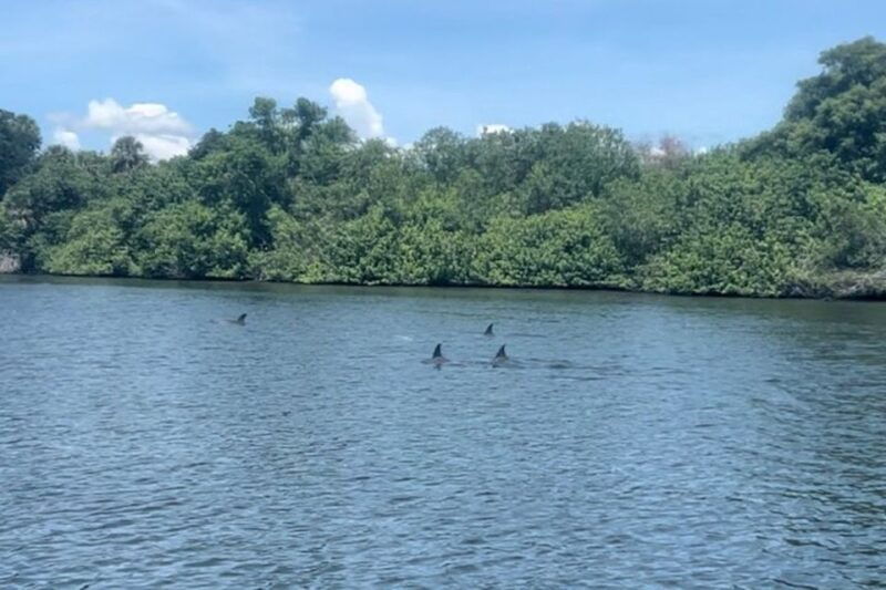 cocoa-beach-dolphin-and-manatee-kayak-or-paddle-tour