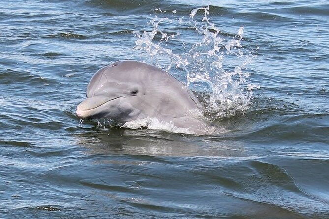 cocoa-beach-dolphin-tours-on-the-banana-river