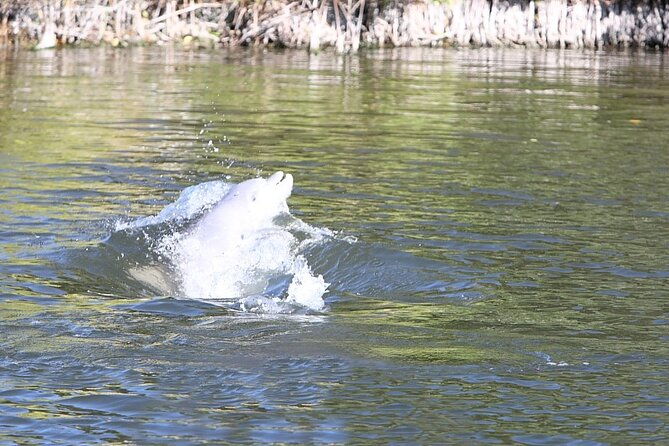 cocoa-beach-dolphin-tours-on-the-banana-river