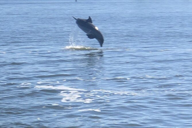 cocoa-beach-dolphin-tours-on-the-banana-river