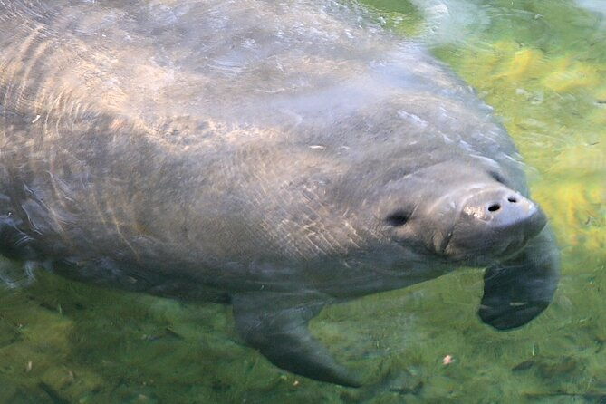 cocoa-beach-dolphin-tours-on-the-banana-river