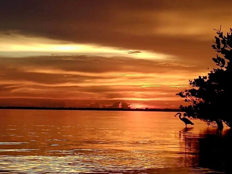 Cocoa Beach/Merritt Island: Guided Dolphin and Manatee Tour - FAQs