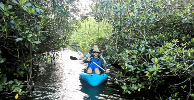 cocoa-beach-merritt-island-guided-dolphin-and-manatee-tour