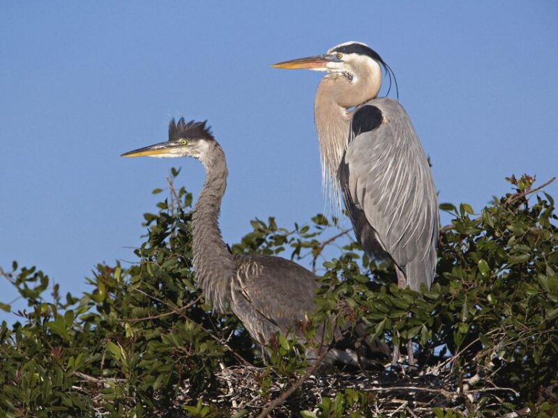 cocoa-beach-thousand-islands-banana-river-boat-cruise