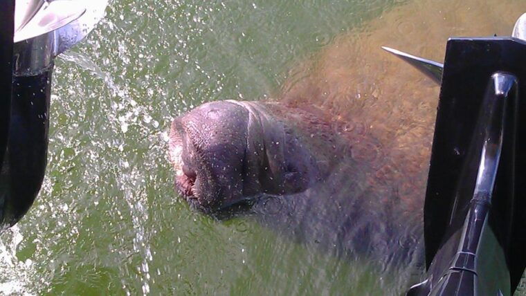 cocoa-beach-thousand-islands-banana-river-boat-cruise
