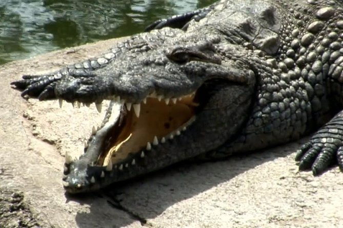 cocodrilo-park-zoo-admission-ticket-in-aguimes