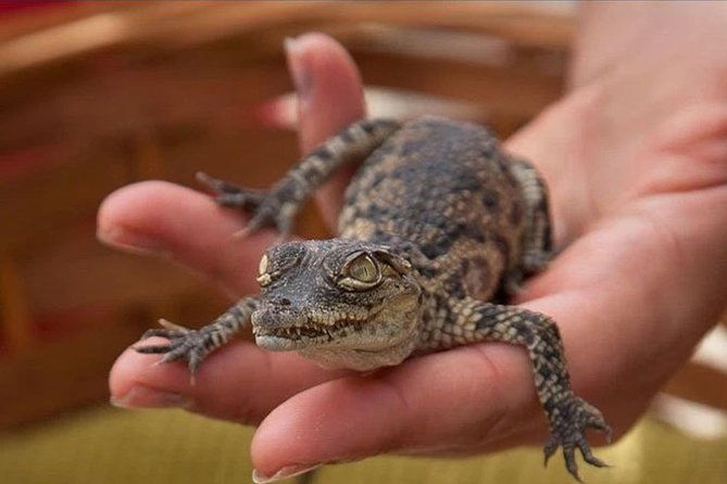 cocodrilo-park-zoo-admission-ticket-in-aguimes