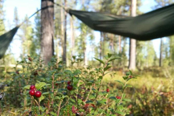 cocooning-in-the-halipuu-forest-the-ultimate-arctic-hammock-relaxation