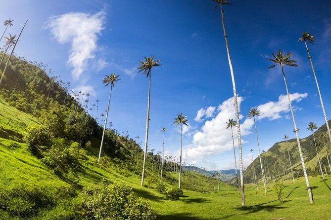 cocora-salento-and-filandia-tour