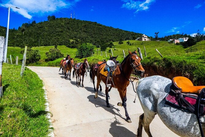 cocora-valley-and-salento-horseback-riding-day-tour-2