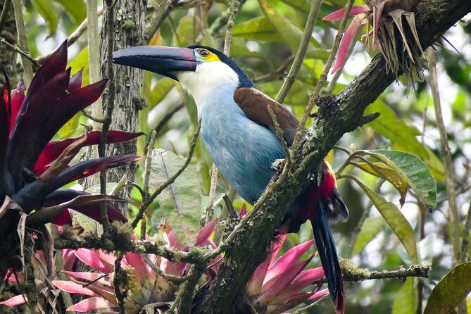 cocora-valley-birding-hiking-with-breakfast-lunch