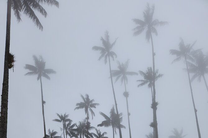 cocora-valley-birding-hiking-with-breakfast-lunch