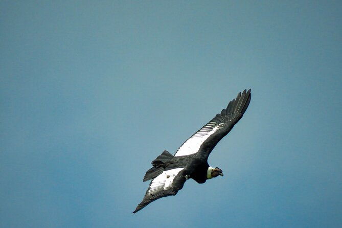 cocora-valley-birding-hiking-with-breakfast-lunch