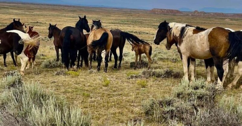 Cody: Red Canyon Wild Mustang Tour - Overview of the Experience
