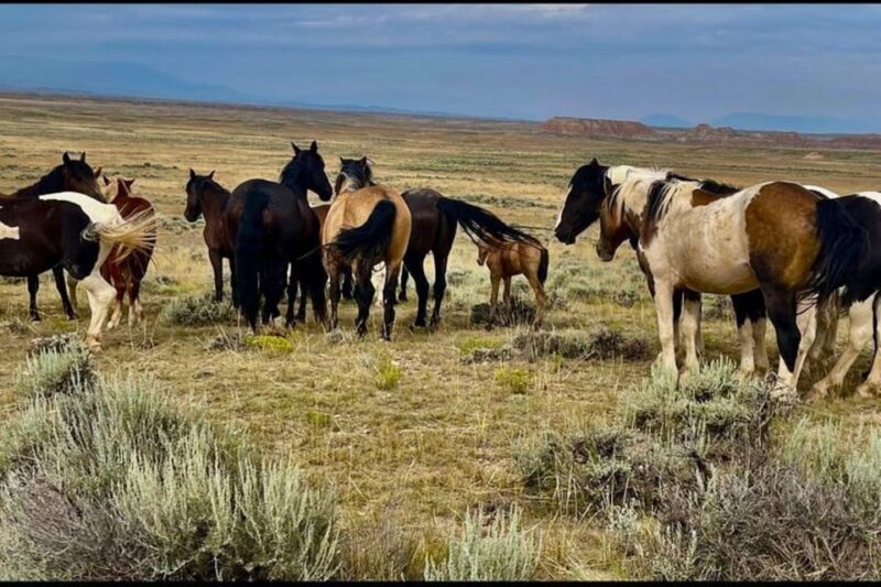 Cody: Red Canyon Wild Mustang Tour - The Sum Up
