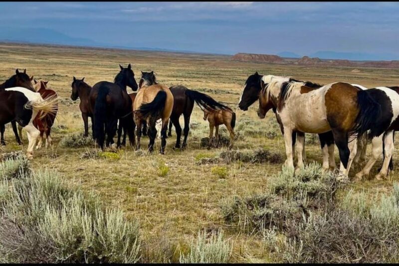 Cody: Red Canyon Wild Mustang Van or Bus Tour - An In-Depth Look at the Experience