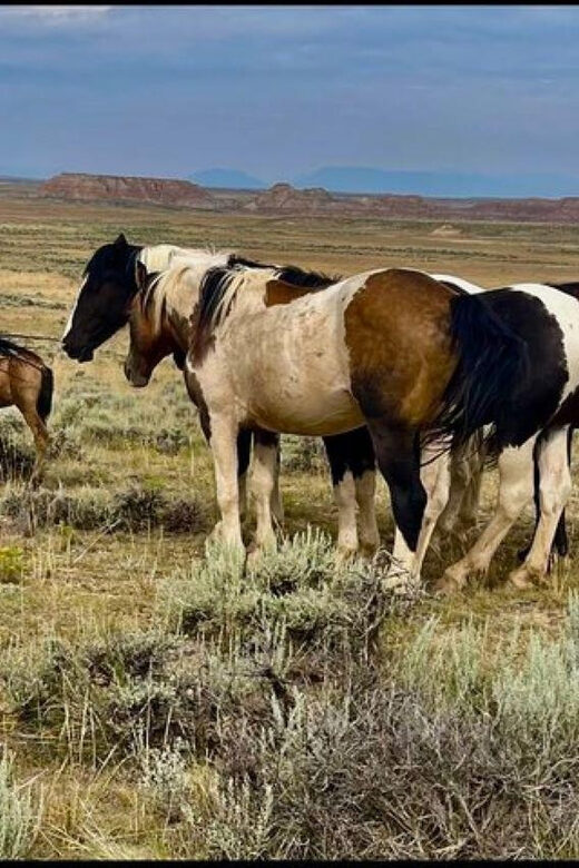 Cody: Wild Mustang Small Group Eco Tour - Weather and Cancellation Policies