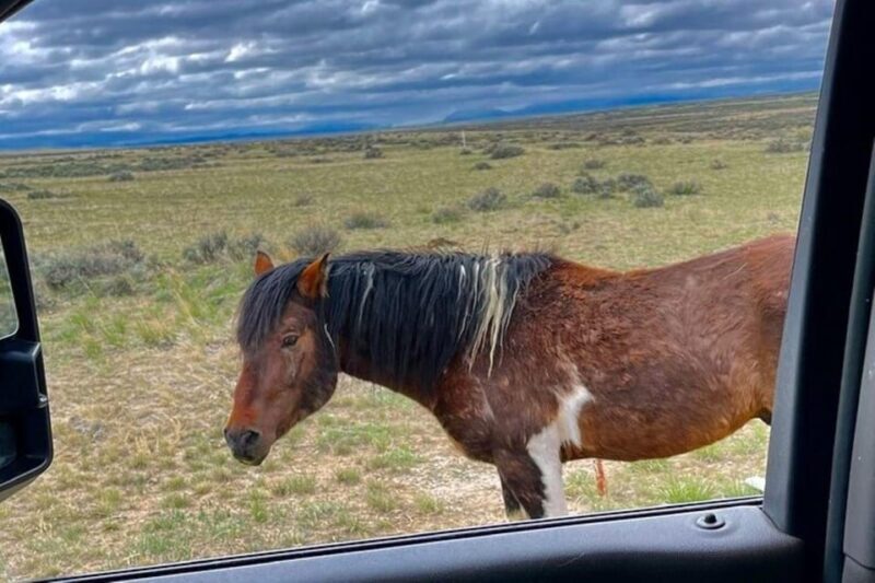 Cody: Wild Mustang Small Group Eco Tour - Who Will Love This Tour?