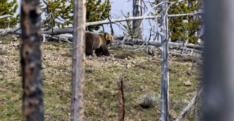 Cody: Yellowstone the Volcano All-Inclusive Lower Loop Tour - Rating: 4.9  