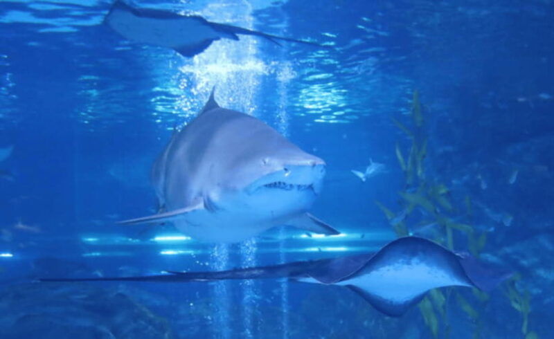 coex-aquarium-entry-ticket