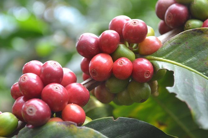 coffee-and-culture-in-santa-rosa-de-cabal