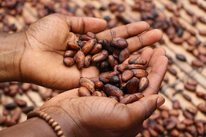 coffee-cacao-private-experience-from-quito